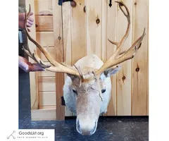 Caribou mount - $200 (Denmark)