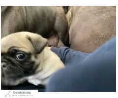 Pug Puppy - $1,500 (Litchfield)