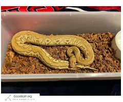 Ball python Combo